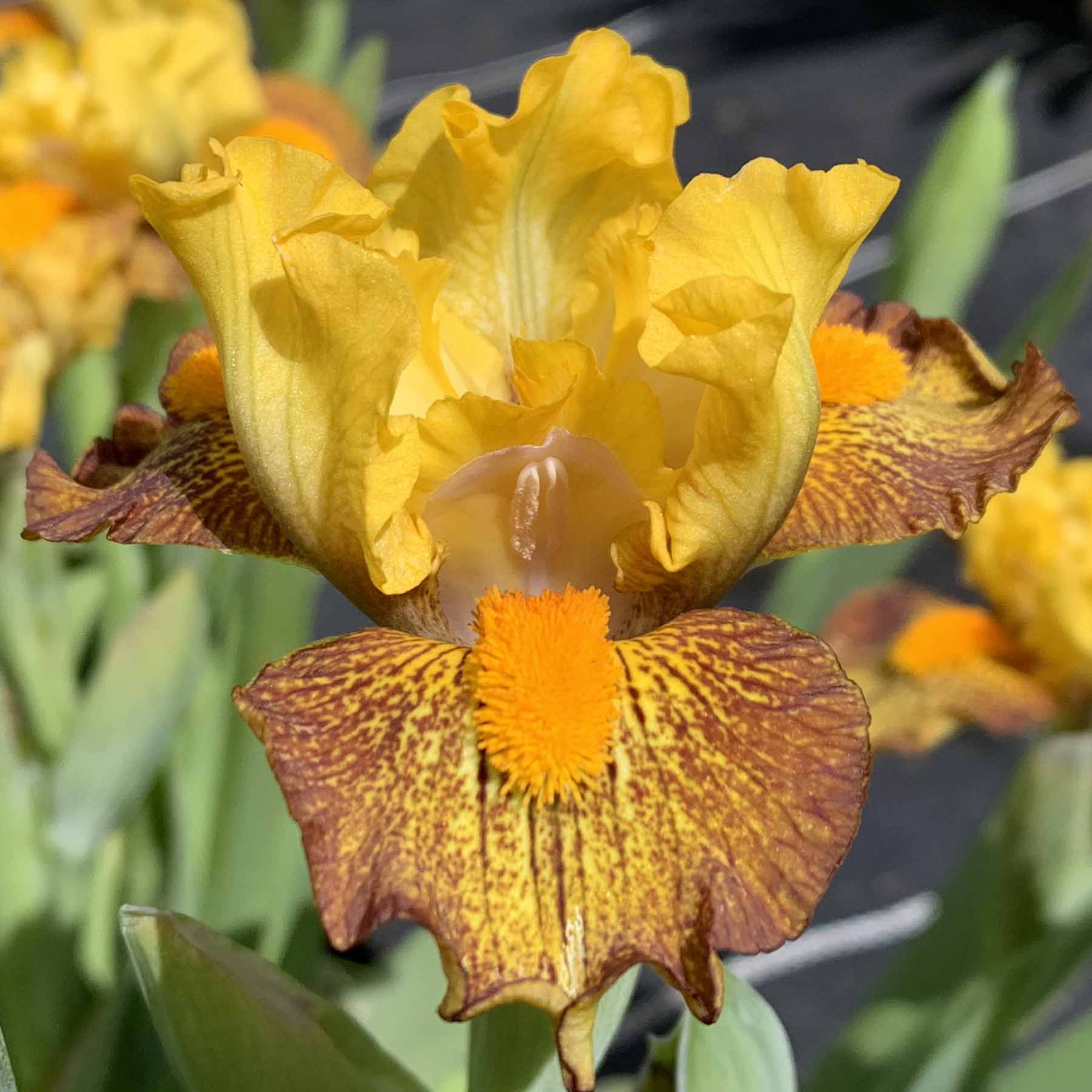 SWEET BABY JANE .jpg